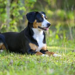Entlebucher Mountain Dogs from Entles Edge Entlebucher Mountain Dogs, LLC