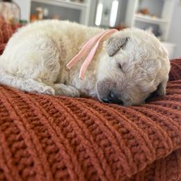 Light pink - Cream female Goldendoodle puppy in Brooksville, Florida from Abby’s Standard Goldendoodles