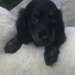 Boy 1 - Cream male Dachshund puppy in Summerfield, Florida from D & B Ranchette