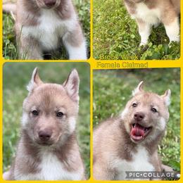 Brook - Red and white female Siberian Husky puppy in Canton, Ohio from Bleu Skies Siberian Huskies
