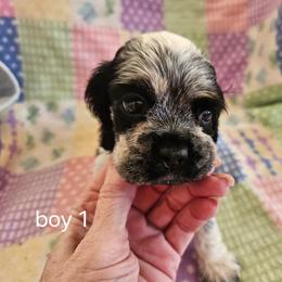 Boy 1 - Blue roan and tan male Cocker Spaniel puppy in New Riegel, Ohio from Riegelz Cockers
