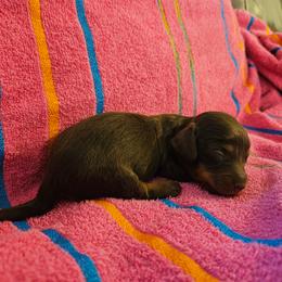 Girl 2 - Chocolate and tan female Dachshund puppy in New Castle, Colorado from Shaffers low riding weiners