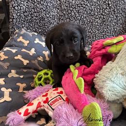 Green Boy - Black male Labrador Retriever puppy in Colorado from Albrecht Farms Labrador Retrievers