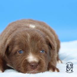 Walter - Red tri male Miniature Australian Shepherd puppy in Weeki Wachee, Florida from Arlington's Mini Aussies