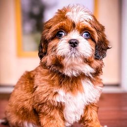 Jade - Companion Cross