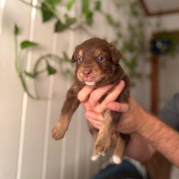 Kacey - Red tri-color male Australian Shepherd puppy in Dunn, North Carolina from The Dogs of Working Aussies Homestead