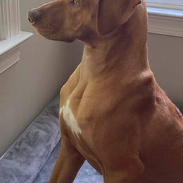 Rhodesian Ridgeback Puppies from Indaba Ridgebacks