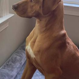 Rhodesian Ridgeback Puppies from Indaba Ridgebacks