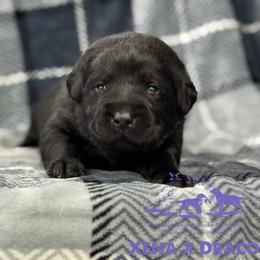 Light purple - Black female Labrador Retriever puppy in Beaverdam, Virginia from Riverside Sunset Labrador Retrievers