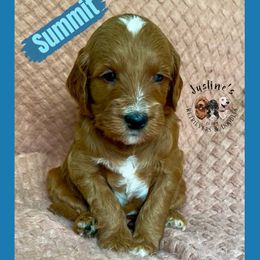 Summit-- (second pick male) - Apricot male Goldendoodle puppy in Sterling, Connecticut from Justine’s Retrievers and Doodles