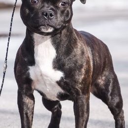 Staffordshire Bull Terriers from Windy City Staffords