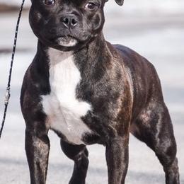 Staffordshire Bull Terriers from Windy City Staffords