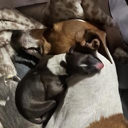 Italian Greyhound Puppies from Shanda's Italian Greyhounds