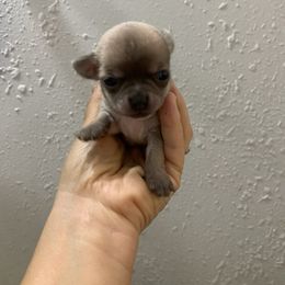 Blue - Fawn male Chihuahua puppy in New Port Richey, Florida from The Wolf Pack