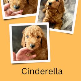 Cinderella - Red  female Goldendoodle puppy in Bluefield, Virginia from Love on a Leash