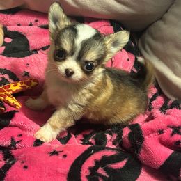Cookie - Black sabled fawn male Chihuahua puppy in New Castle, Delaware from Sasha’s Elite Kennel LLC