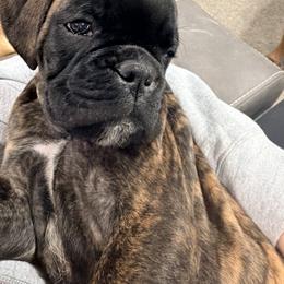 Boxer Puppies from Shalyce Pifer