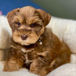 Red Sable male - Salt and pepper male Miniature Schnauzer puppy in Calhoun, Georgia from The BrickHouse Miniature Schnauzers