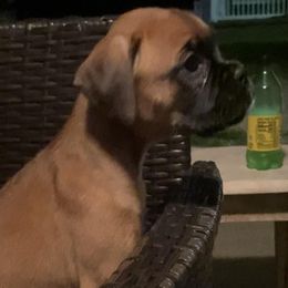 Boxer Puppies from Vandalo Boxers