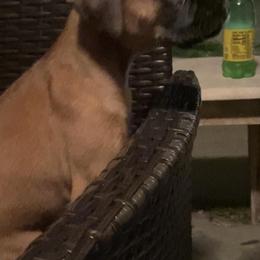 Boxer Puppies from Vandalo Boxers
