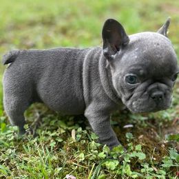 French Bulldog Puppies from For the Luv of Frenchies