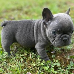 French Bulldog Puppies from For the Luv of Frenchies