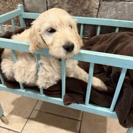 Golden Retriever Puppies from Evergreen Snow Doodles