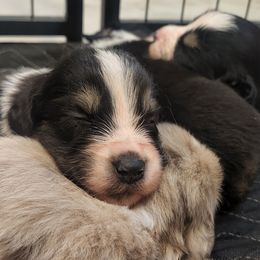 Australian Shepherd Puppies from Whimsical Aussies