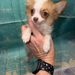Cash 7341 - Chocolate and white male Chihuahua puppy in Palmyra, Indiana from Country Star Chihuahuas