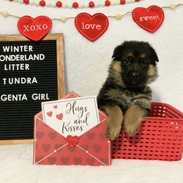 American Leopard Hound, Bluetick Coonhound, and German Shepherd Puppies from Haus Biery German Shepherds, Benchmark Blueticks & Leopard Hounds