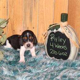 Ryley - Black white and brown female Basset Hound puppy in Dover, Arkansas from S&S American Bassets