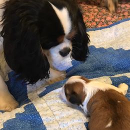 Cavalier King Charles Spaniels and Cavatzus from Amy’s Puppy Tzu