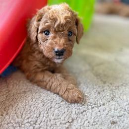 Goldendoodle Puppies from Sunnydoodle Utah