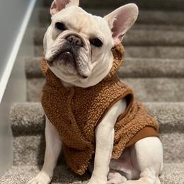 French Bulldogs from Brittany Kumpf's French Bulldog's