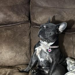 French Bulldogs from Stealing Hearts Frenchies, LLC