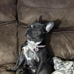 French Bulldogs from Stealing Hearts Frenchies, LLC