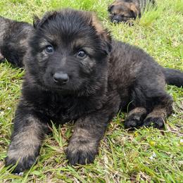 German Shepherd Puppies from Reign Land