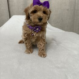Gesha - Apricot female Maltipoo puppy in Philadelphia, Pennsylvania from HMH’s Boxers, Maltipoos & Cavaliers