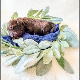 Slate - Brown male Bernedoodle puppy in Lake City, Florida from 224 Doodles and Poodles