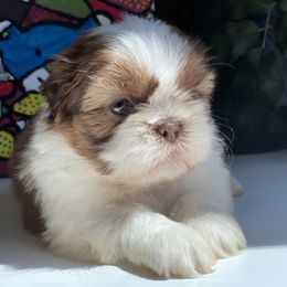 Boy 3 Dexter - Liver and white male Shih Tzu puppy in Troy, Michigan from "Shihtzu Best Friend"