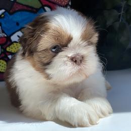 Boy 3 Dexter - Liver and white male Shih Tzu puppy in Troy, Michigan from "Shihtzu Best Friend"