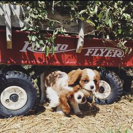 Cavalier King Charles Spaniel and Great Pyrenees Puppies from Windy Pines Ranch