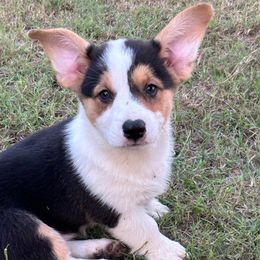 Boy 3 - Pembroke Welsh Corgi puppy from JK Ranch Corgis
