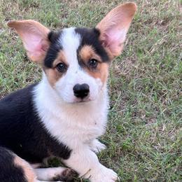 Boy 3 - Pembroke Welsh Corgi puppy from JK Ranch Corgis