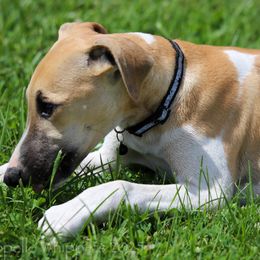 Rune - White and red male Whippet puppy in Redmond, Oregon from Chappelle Whippets
