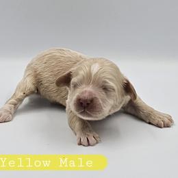 Yellow Male - Buff and white male Cockapoo puppy in Mocksville, North Carolina from Hunting Creek Farms