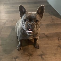 Bagheera - French Bulldog