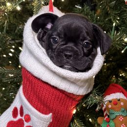 Ramsey - Black female French Bulldog puppy in Green Bay, Wisconsin from Bleu Steele French Bulldogs