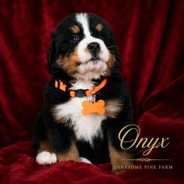 Orange Onyx - Tri-color male Bernese Mountain Dog puppy in Soldiers Grove, Wisconsin from Lonesome Pine Farm