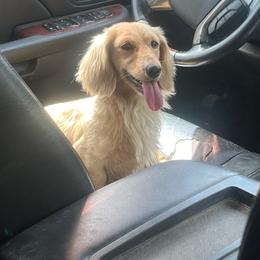 Willow - Dachshund